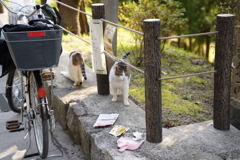 ねこですけど