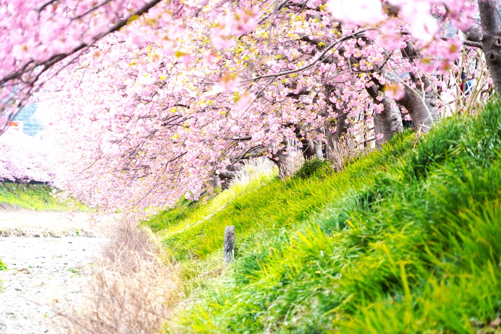 河津桜