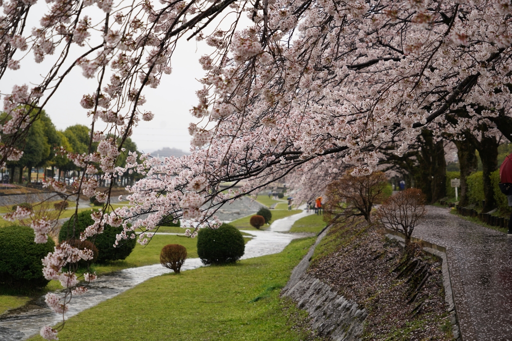 枝ぶりの良い桜