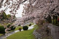 枝ぶりの良い桜