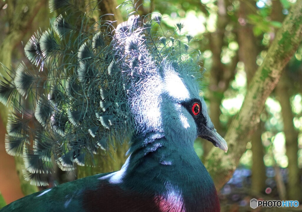鳥さん