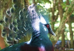 鳥さん