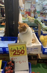 猫店長！