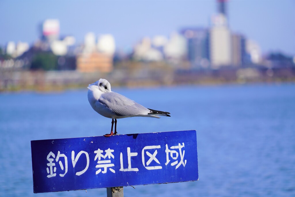 ここは私の縄張りだから駄目だよ！