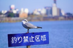 ここは私の縄張りだから駄目だよ！