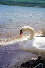 白鳥さんがポーズ