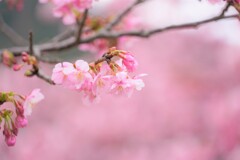 河津桜