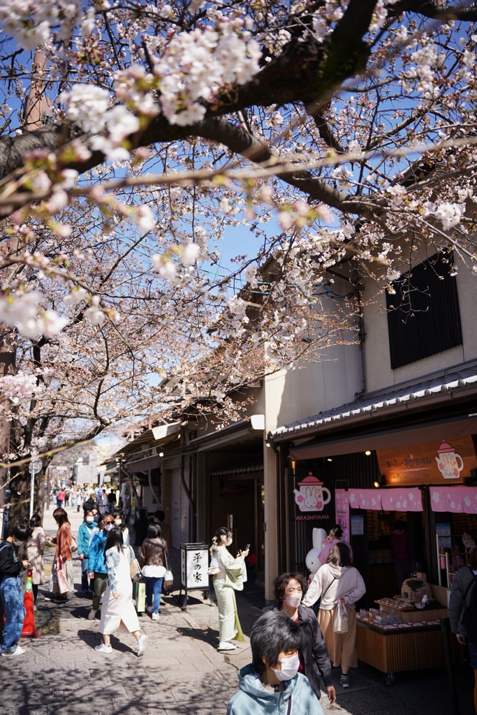 嵐山の桜2
