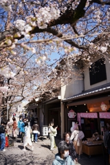 嵐山の桜2