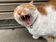 コロナで外出禁止だにゃ～