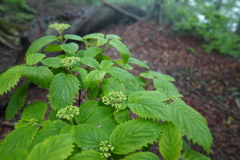 なんの花だろう？？　奥多摩にて