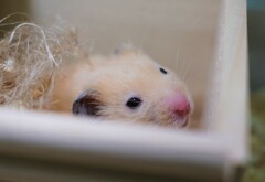 眠いね