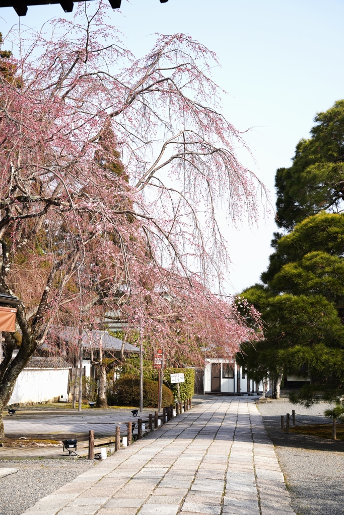 枝垂桜