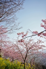 松田山の河津桜