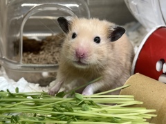 ハムスターは豆苗がお好き