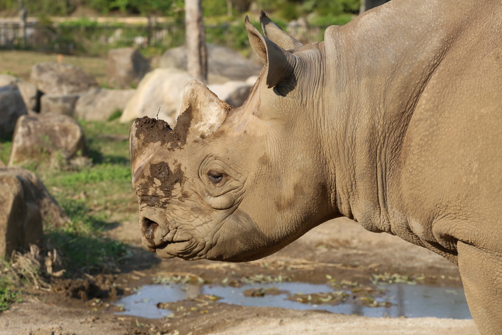 トリケラトプスのたてがみ無しバージョン(サイ)ですね