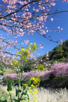 河津桜