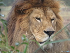 百獣の王