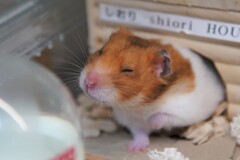 眠いのかな・・