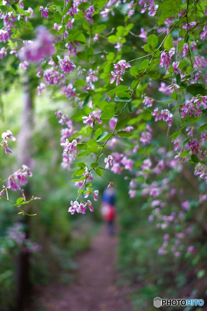 萩の花
