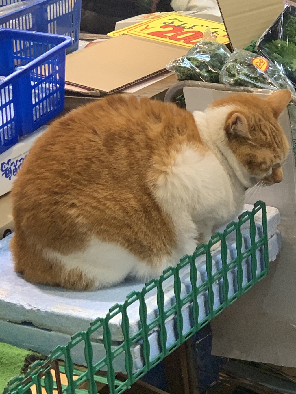 めいちゃんの背中はまるい