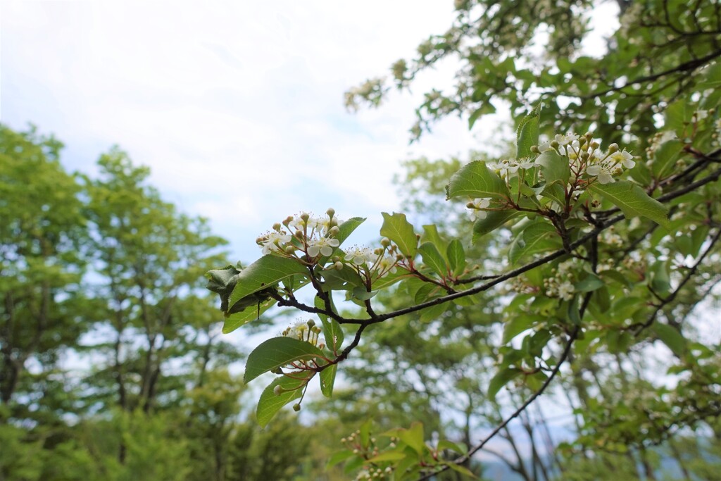 何の花かな？？