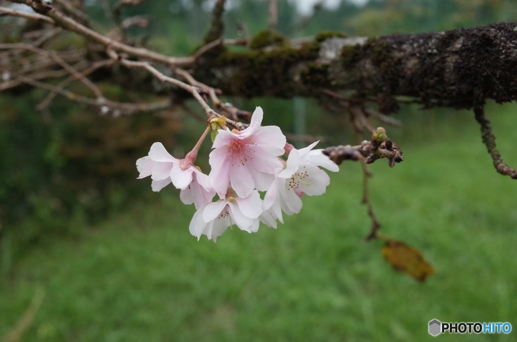 寒桜
