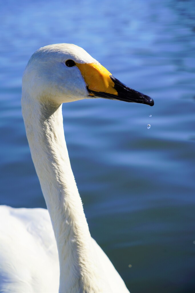 ほう、私が白鳥です。