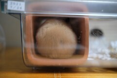 お団子　ハムスター