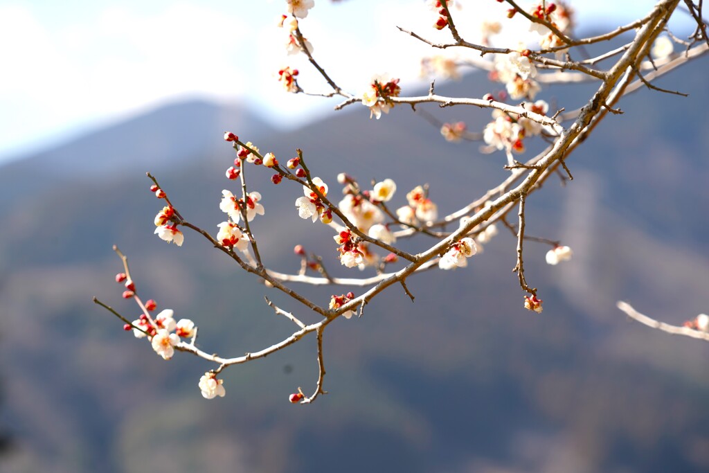 松田町のロウバイ祭りに桜あり