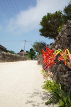 竹富島