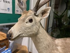 鹿いた