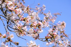 三渓園の桜