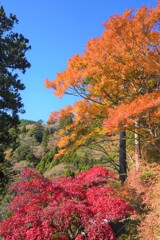 紅葉