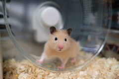 ハムスターでハムリンピックを目指すらしい