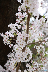 新倉山浅間公園　サクラ　