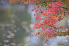 紅葉はこうよう～