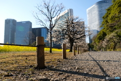 浜離宮恩賜庭園