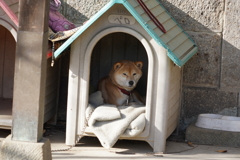 ペロは眠そう
