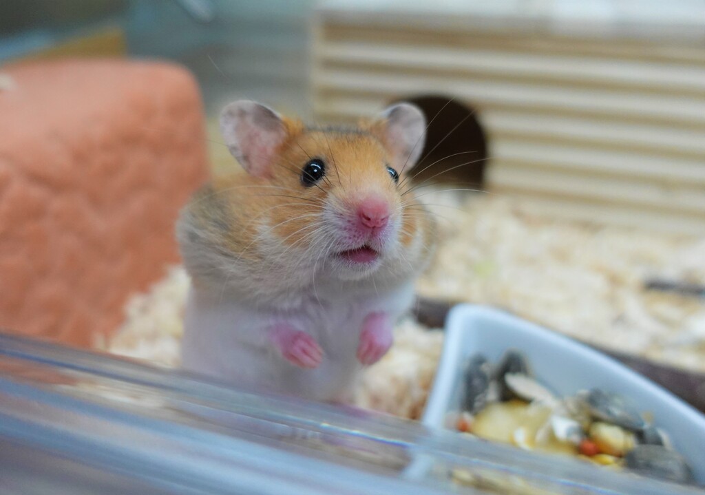 ちょっと、親知らず抜いてしまってほっぺが・・・
