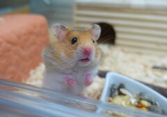 ちょっと、親知らず抜いてしまってほっぺが・・・