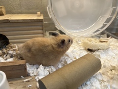 クマの家も綺麗になった