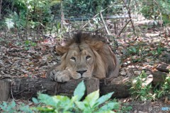 ライオンもお眠です