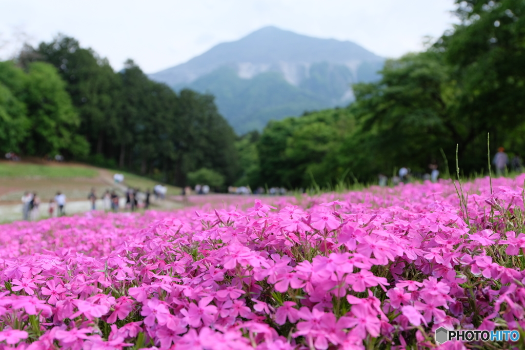羊山公園