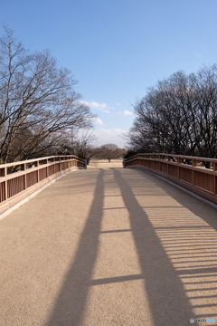 昭和公園 2018