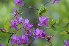 登山したらきれいな花さいてました