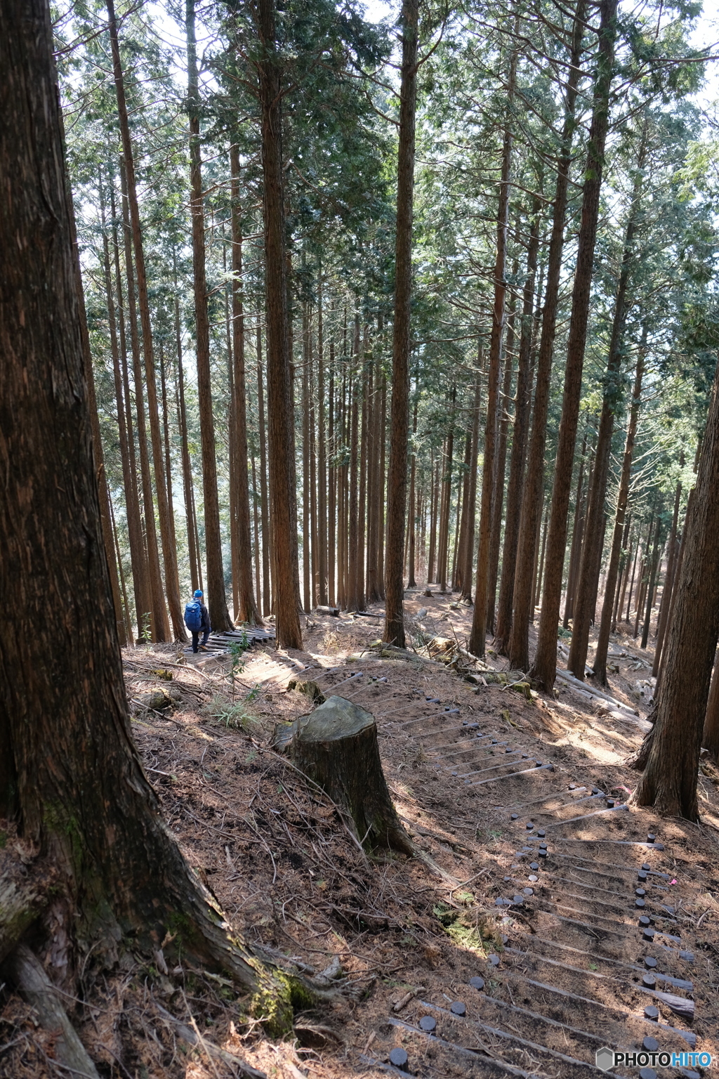 高松山の森林
