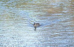 三渓園のカモカモン