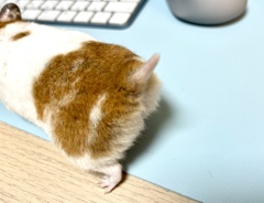 ハムケツ
