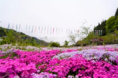 芝桜